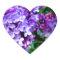 Lilacs