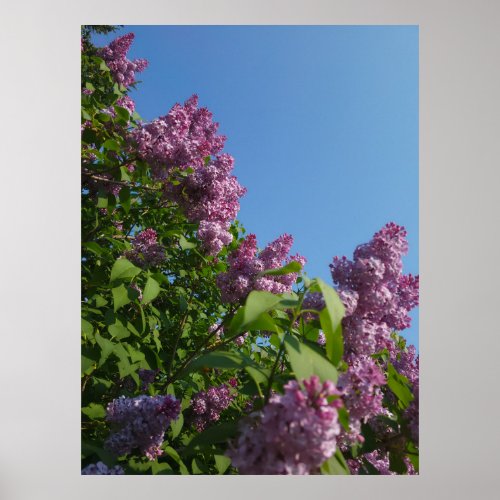 Lilacs II Poster