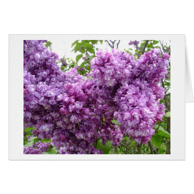 Lilacs In Bloom Cards (Front Horizontal)