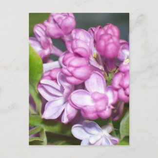 Lilacs in Oregon Postcard