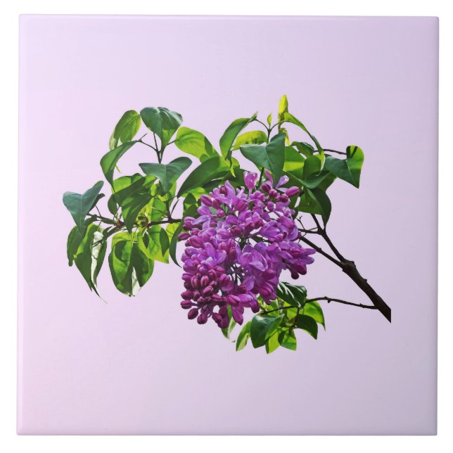 Lilacs Just Opening Ceramic Tile (Front)