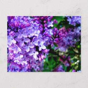 Lilacs Postcard