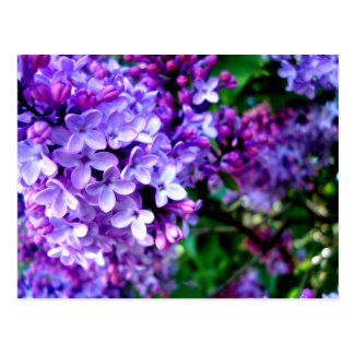 Lilacs Postcard