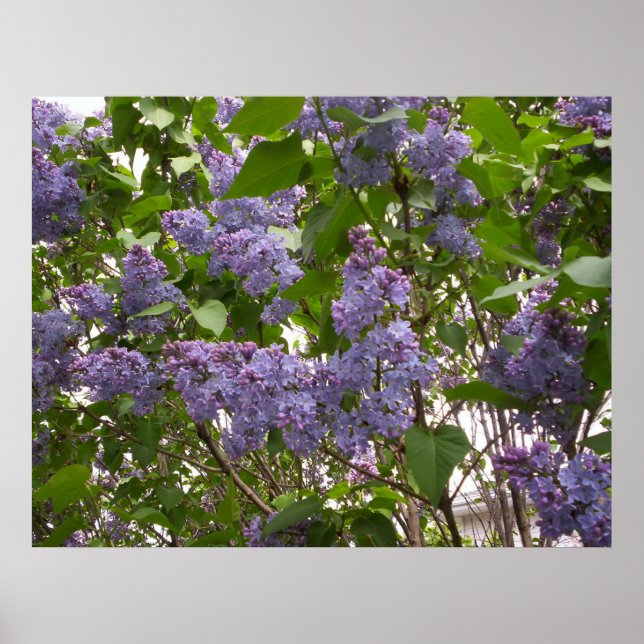 Lilacs Poster (Front)