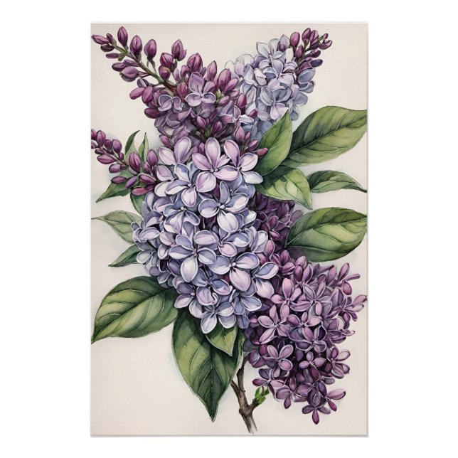Lilacs Purple Lilac Bush Illustration              Poster (Front)