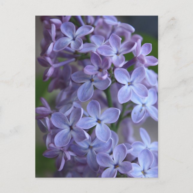 Lilas floral tree in blom postcard (Front)