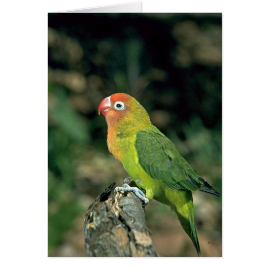 Lilians Lovebird Cards (Front)