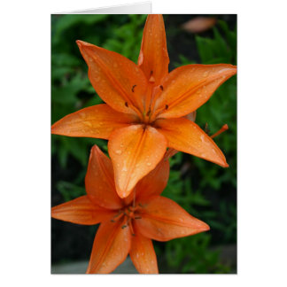 Lilies 3 cards