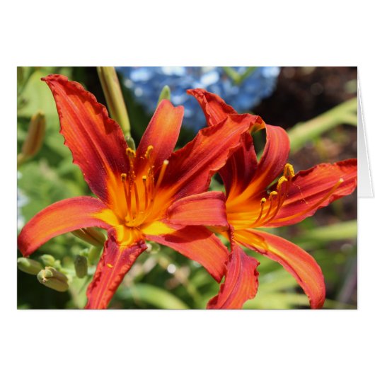 Lilies in bloom cards (Front Horizontal)