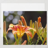 Lilies in the Sunshine (Front/Back)