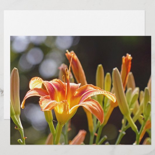 Lilies in the Sunshine (Front/Back)