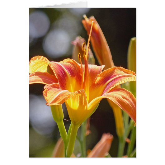 Lilies in the Sunshine (Front)