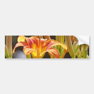 Lilies in the Sunshine Bumper Sticker