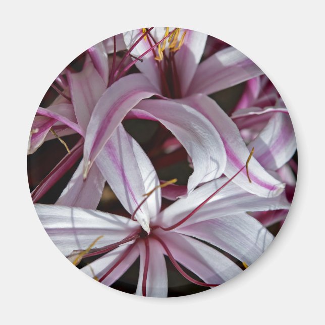 Lilies Magnet (Front)