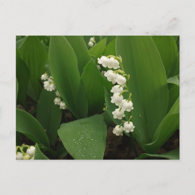 Lilies of the Valley after Rain Postcard (Front)