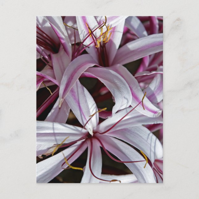 Lilies Postcard (Front)