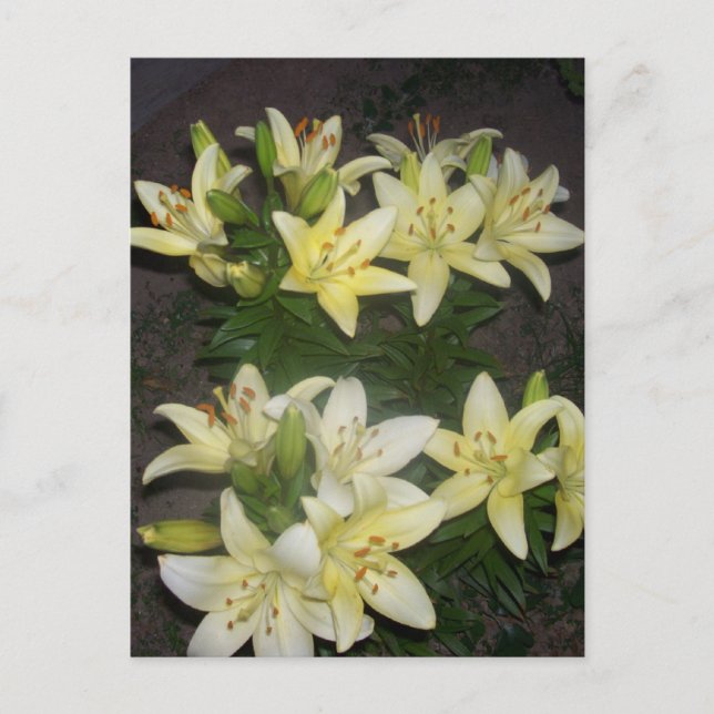 Lilies Postcard (Front)