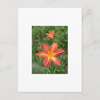 :Lilies Postcard