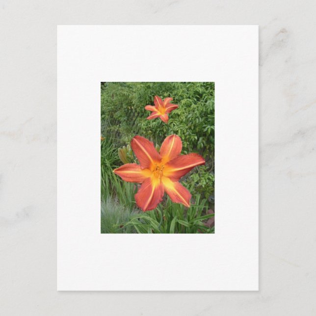 :Lilies Postcard (Front)