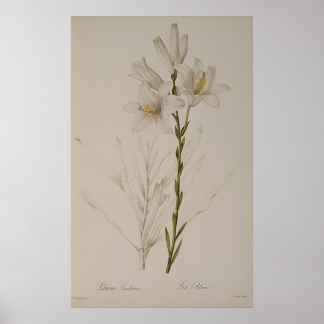 Lilium Candidum, from `Les Liliacees', 1807 Poster (Front)