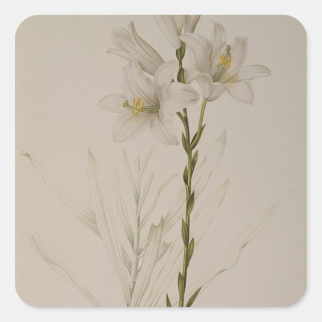 Lilium Candidum, from `Les Liliacees', 1807 Square Sticker (Front)
