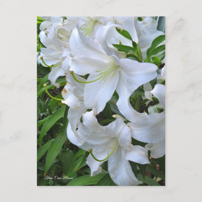 Lilium ‘Casa Blanca’  [Postcard] ポストカード Postcard (Front)