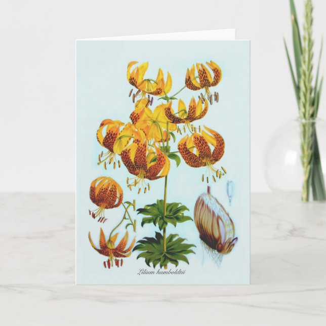 Lilium humboldtii card (Front)
