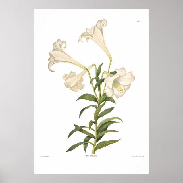 Lilium longiflorum poster (Front)