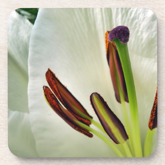 Lilium Oriental White Beverage Coaster (Front)