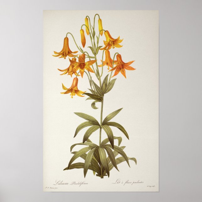 Lilium Penduliflorum, from `Les Liliacees', 1811 Poster (Front)