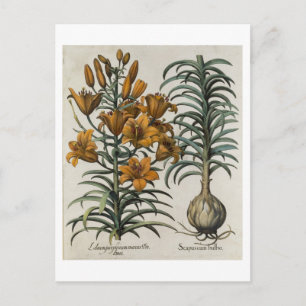 Lilium purpureum mauis Do danei and Scapus cum bul Postcard