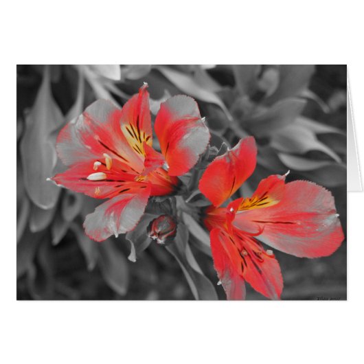 Lillies Black & White Cards (Front Horizontal)