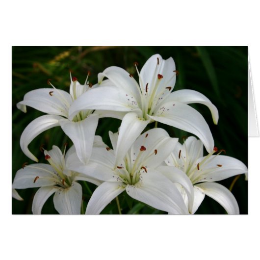 Lillies Cards (Front Horizontal)