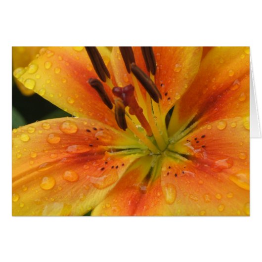 Lillies in the Rain Cards (Front Horizontal)