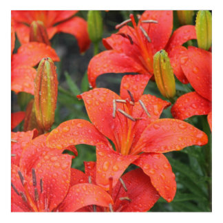 Lillies Photograph Acrylic Print