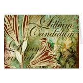 Lillium Candidum (Front Horizontal)