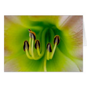 Lilly (Front Horizontal)