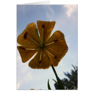 LILLY CARDS