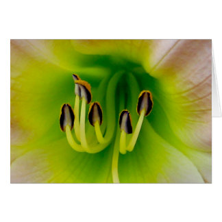 Lilly Cards