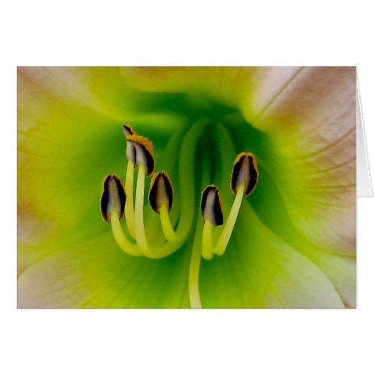 Lilly Cards (Front Horizontal)