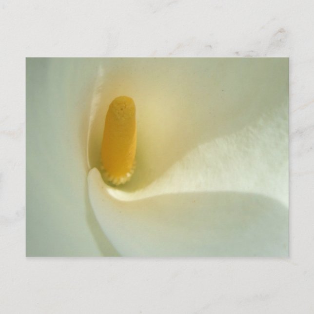 Lilly Center Postcard (Front)