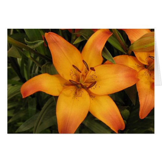 Lilly Greeting/Note Card (Front Horizontal)
