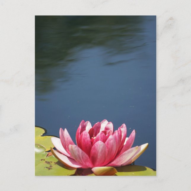 Lilly Pond Flowers Postcard (Front)