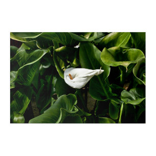 LILLY WHITE Acrylic Art