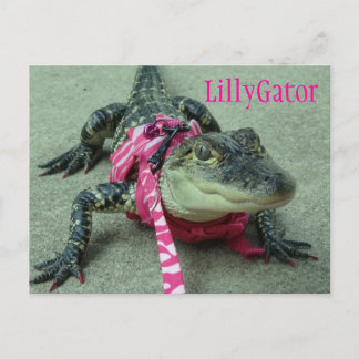 LillyGator Alligator Rescue Postcard