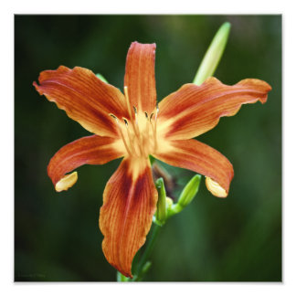 Lily 6588 Photo Print