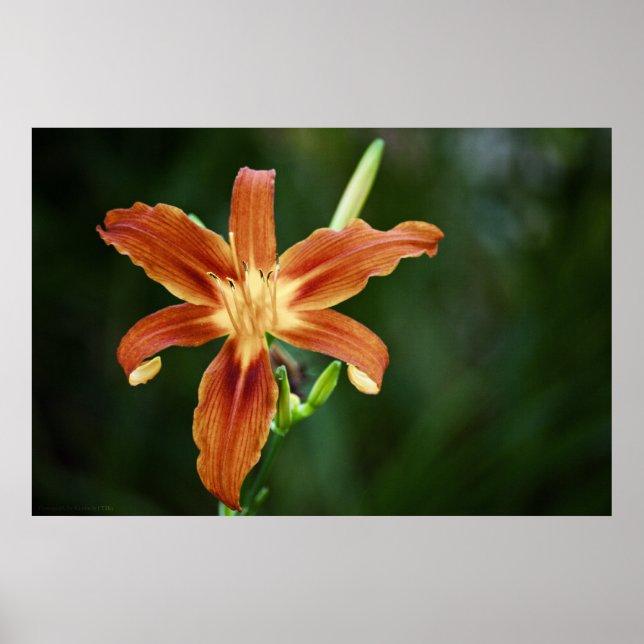Lily 6588 Print (Front)