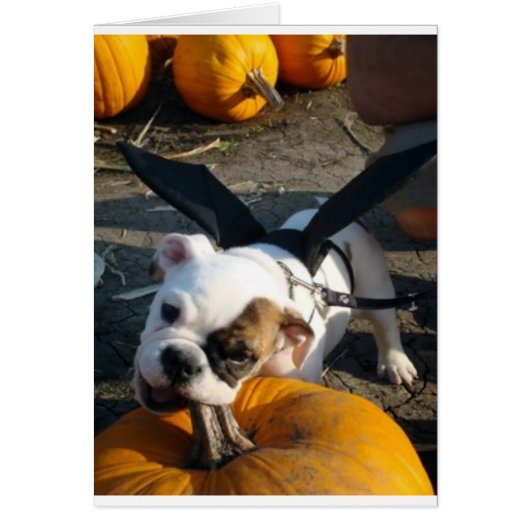 Lily at the Pumpkin Patch Cards (Front)