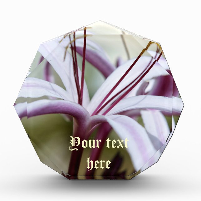 Lily  Awards (Front)