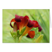 Lily Back - Daylily (Front Horizontal)